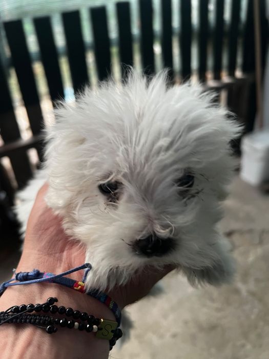 Vând căței bichon