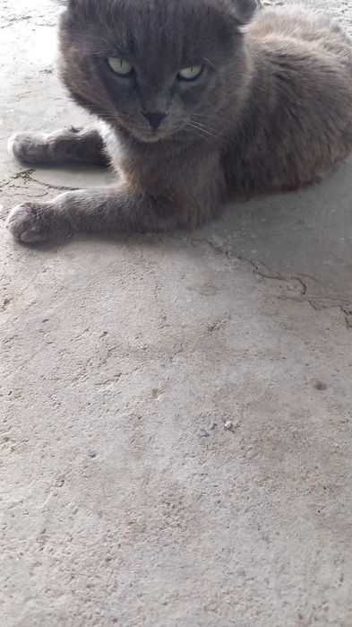 Продам  котят мальчики