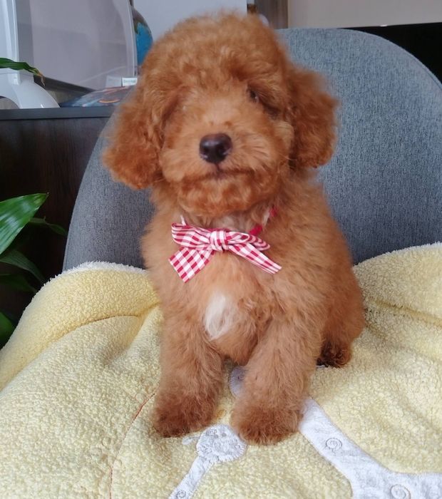 Мини пудел/Mini poodle момченце