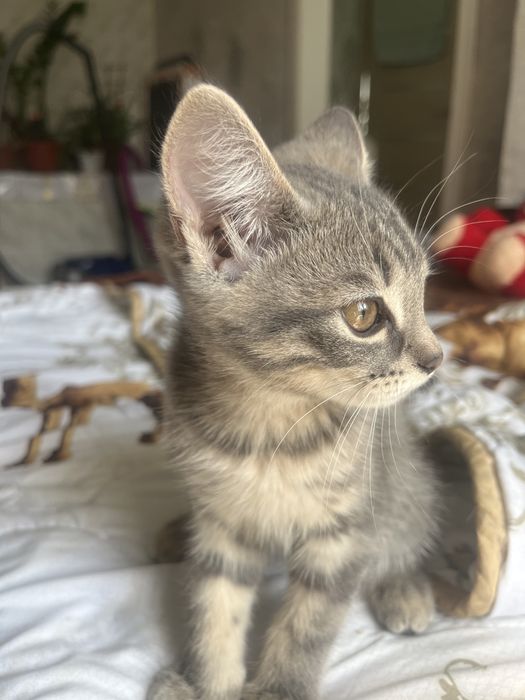 Отдам в добрые руки котенка.