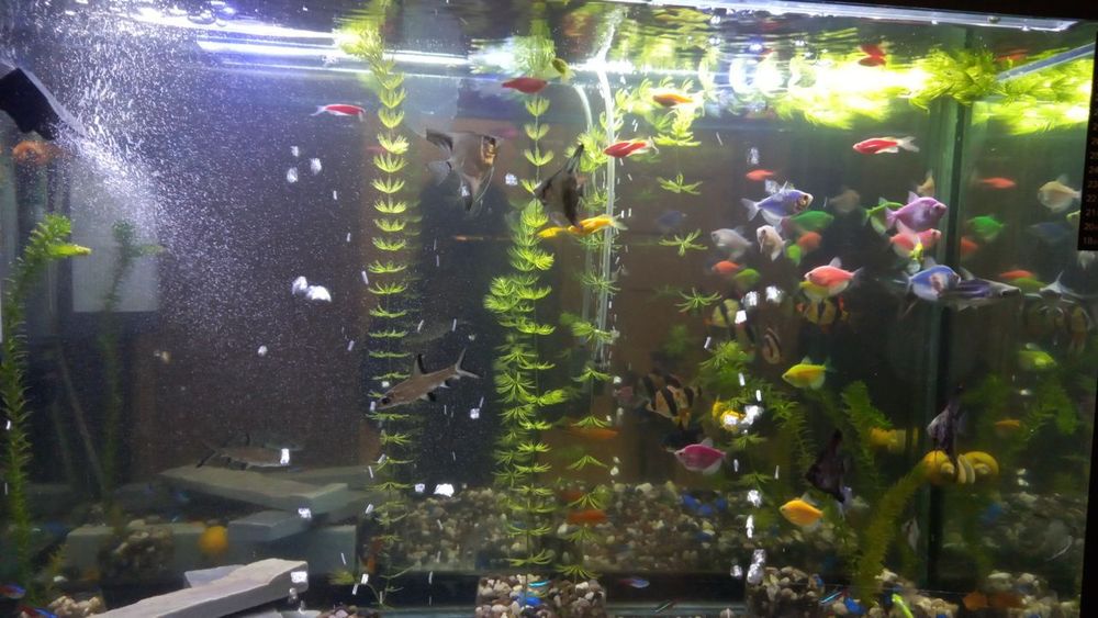 Продаются аквариумные рыбки