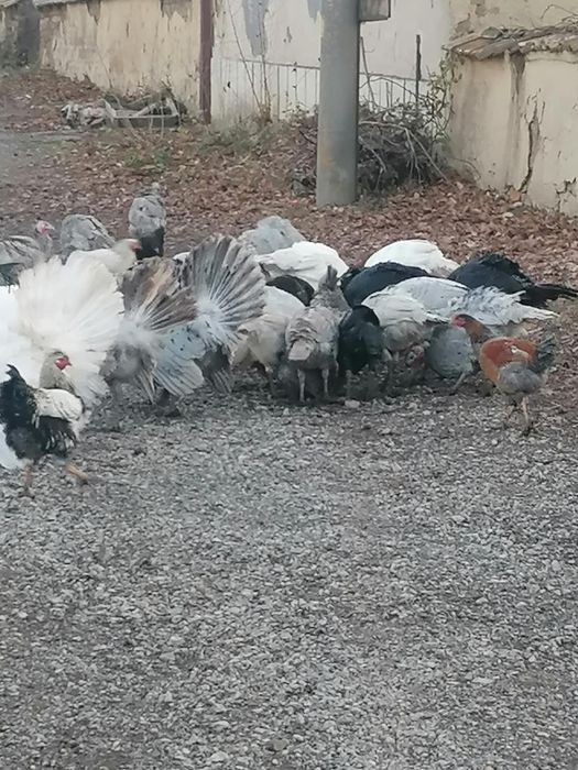 Пуйки и пуяци за продажба