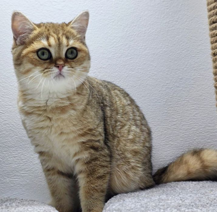 КоШечки  3 мес БритаНскиЕ