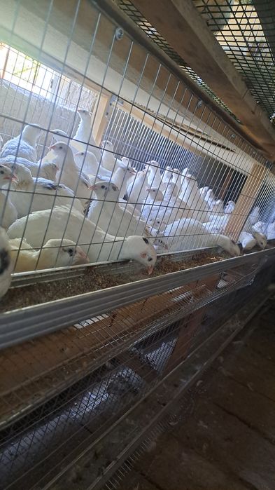 Belliy gigant inkubatsion tuxumlari bor