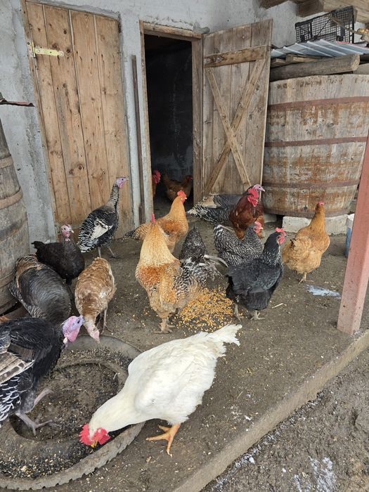 Vand gaini si cocosi de tara!