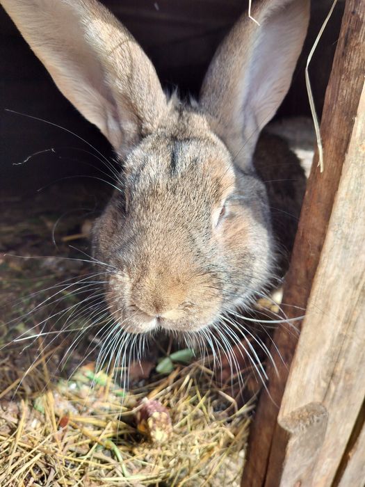 Vând iepuri pui și adulti