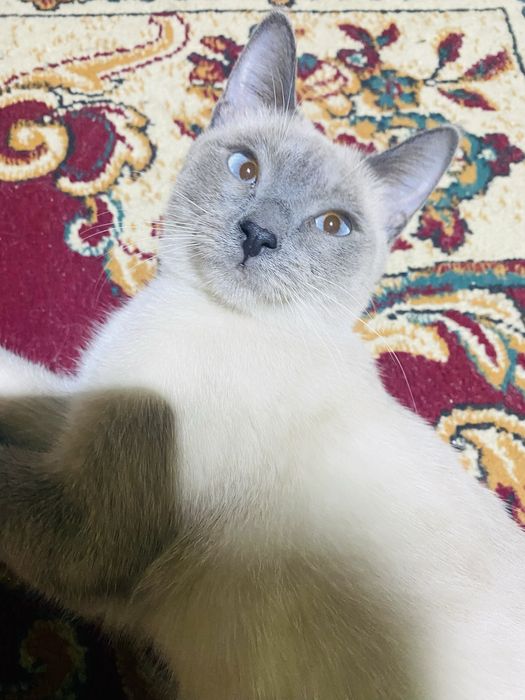 латок,ошейниктерімен