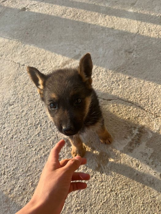 Немецкий Овчарка сатылады