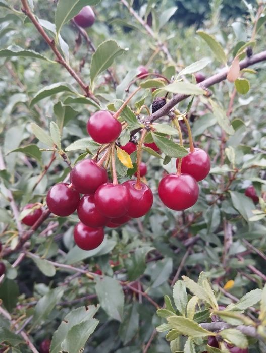 Продаю домашнюю вишню