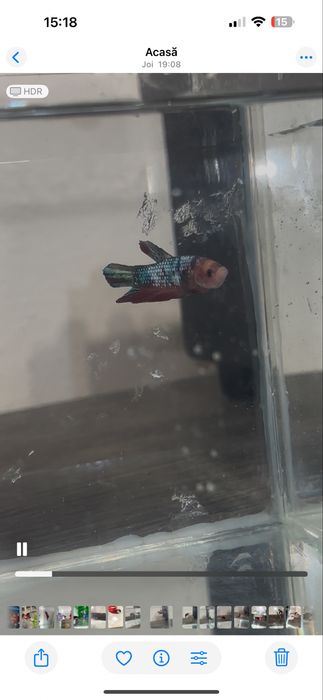 Pesti betta multicolori multiple rase . Hmpk plakat, halfmoon, veiltai ...