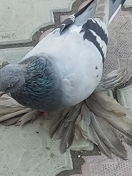 Голуби сизые лётные