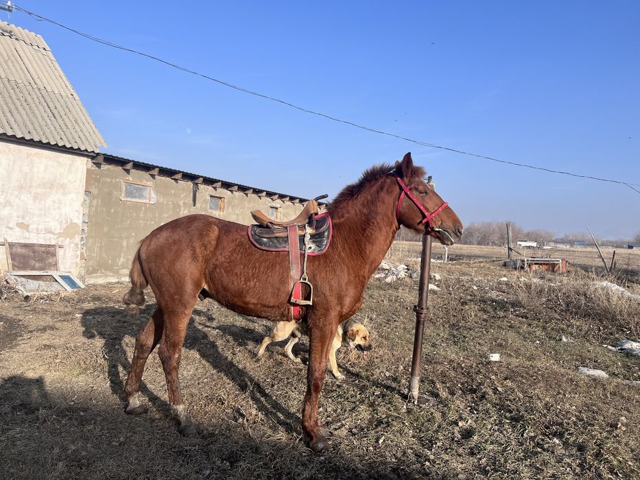 Продам жеребца 4 года