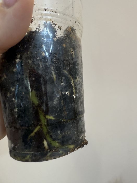 Монстера Альба 10000 тенге