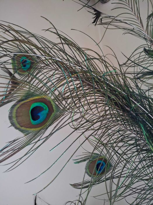 Красиви пера от паун / букети от пера