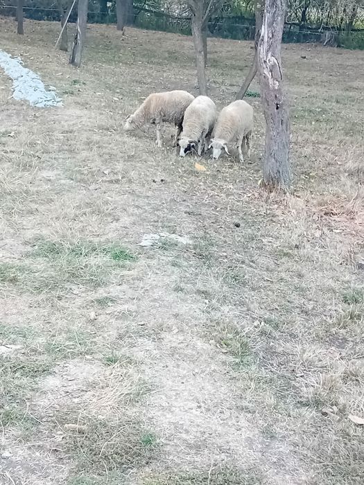 Vând  3  miei  buni