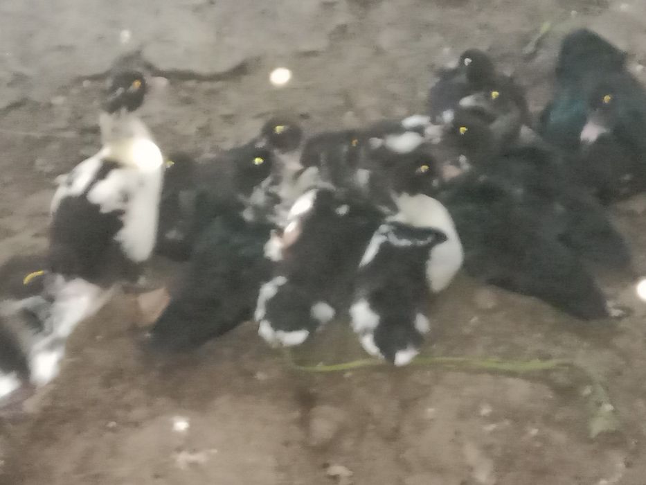 Продам индоуток .