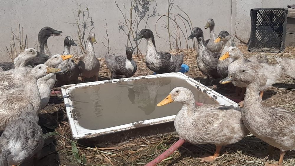 Продам утки подростки