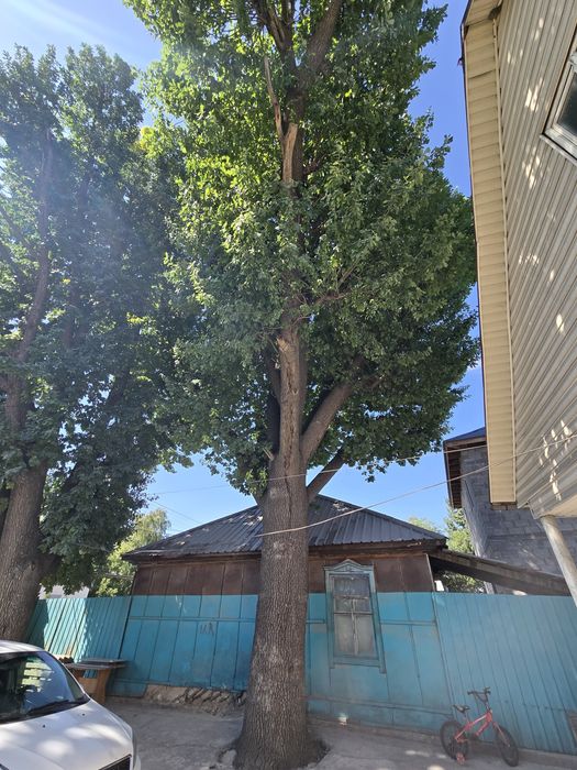 Два дуба для мебели