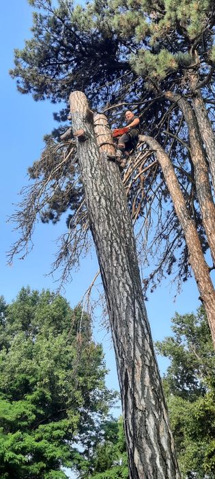 Defrișări toaletări