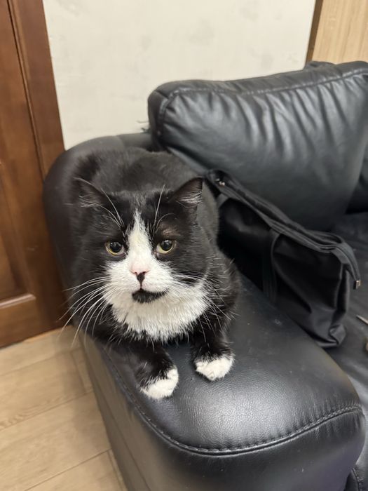 Отдам в хорошие, добрые  руки ,