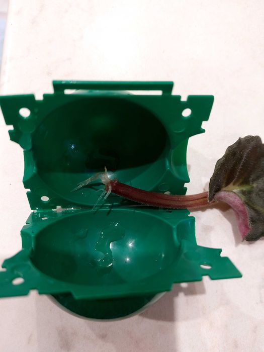 Каланхое Деграмона лечебно