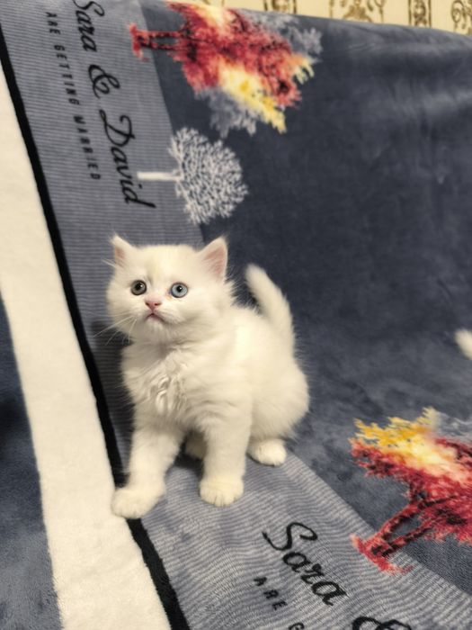 Подаётся котенокБританец