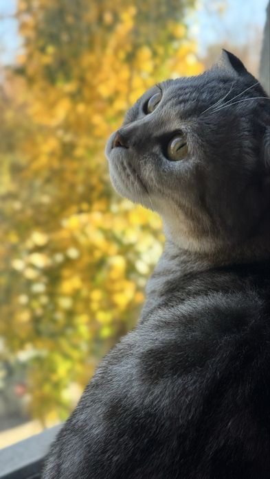 Шотландская кошечка (котенок)