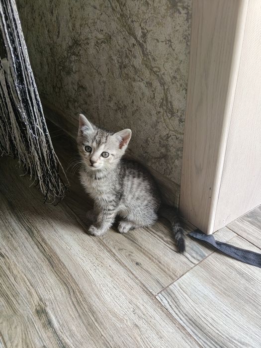 Отдам в хорошие руки
