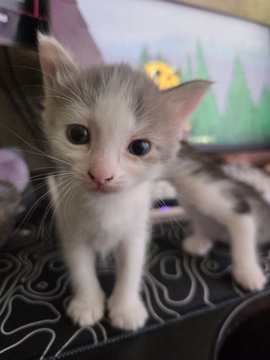 Отдам котят в добрые руки