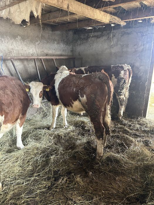 Vand animale  cai vaci oi