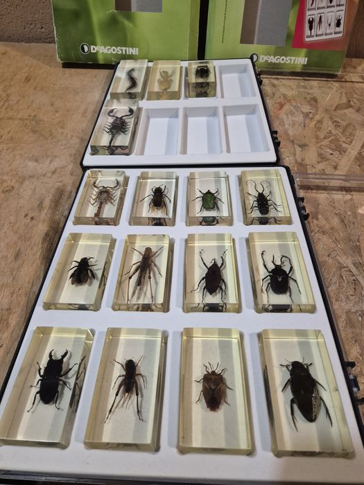 Colecție insecte reale  DeAGOSTINI