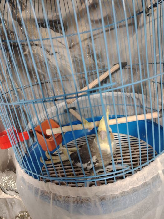 Продам папугая кареллу