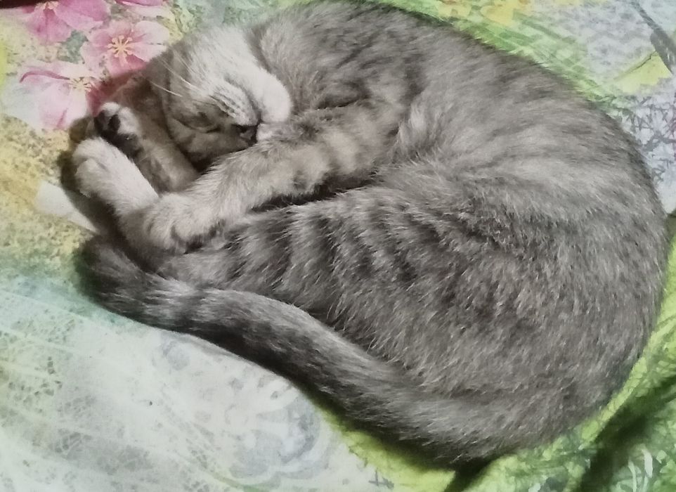 Котёнок ( девочка)