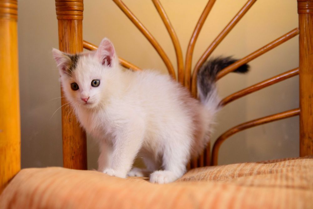 Котенок  девочка