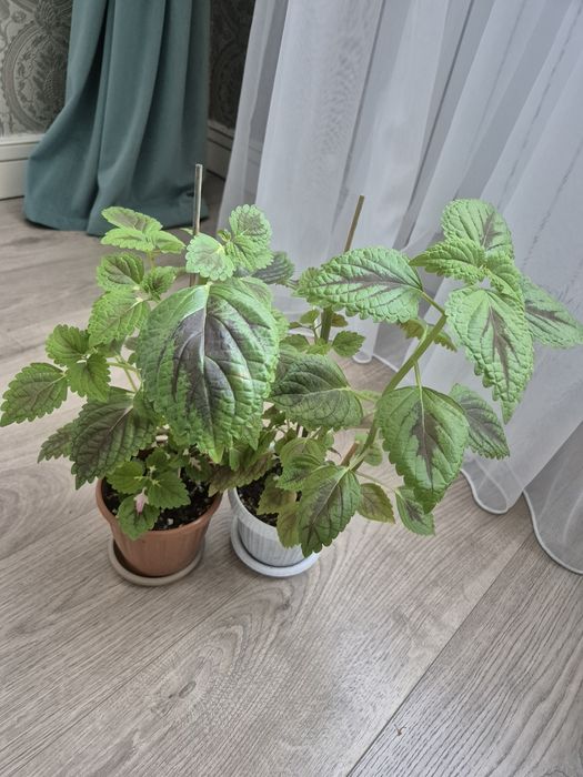 Продам колеусы., аглаонема