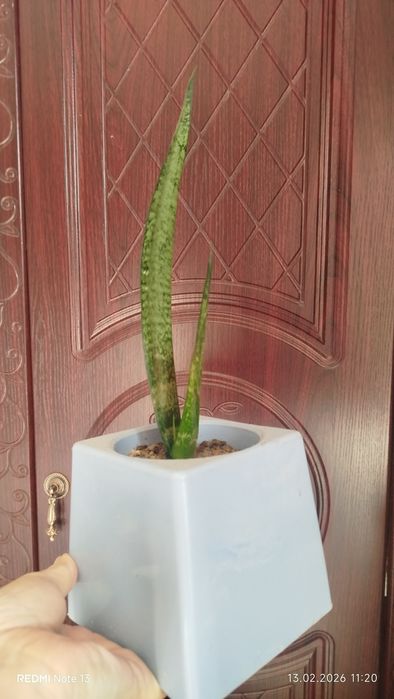 Цветы комнатные, домашние