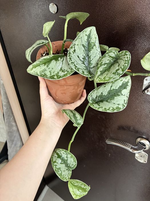 Филодендрон и сциндапсус