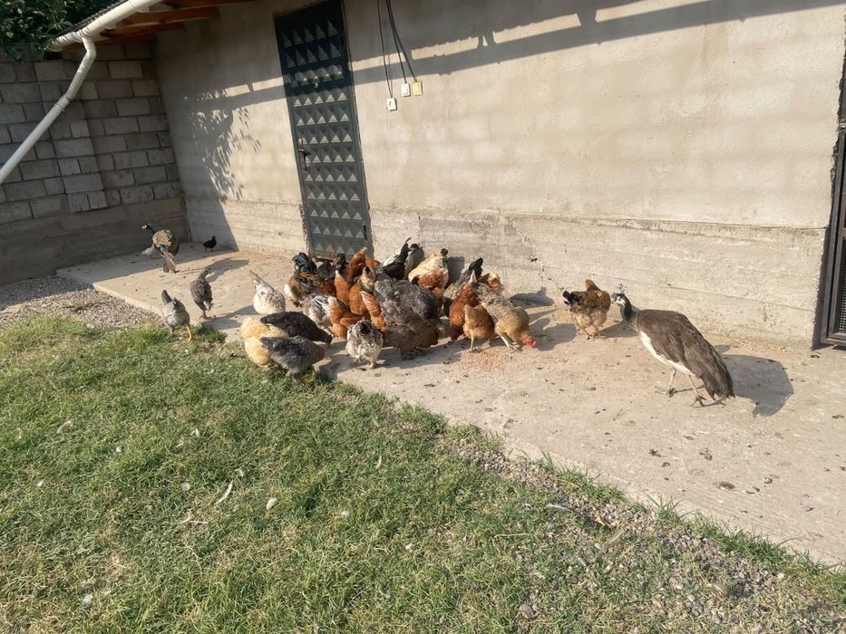 Срочна продам!!!
