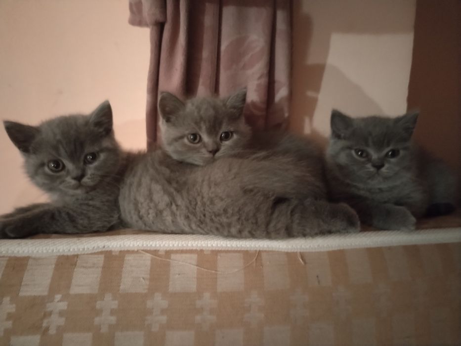 Британски късокосмести котенца търсят грижовни стопани
