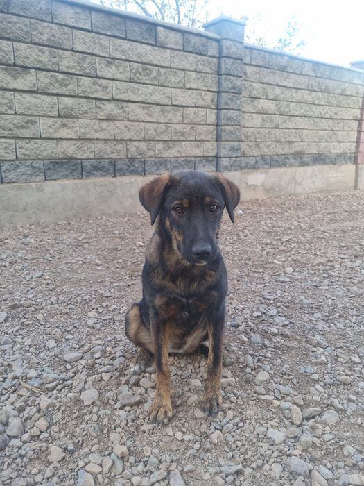 Дэйзи ищет дом. Доставлю!