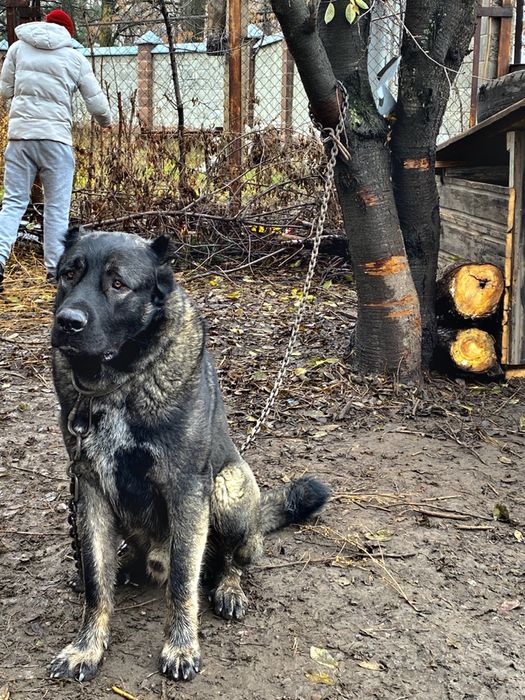 Сын Бойки открыт для вязок