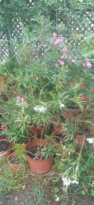 Leandri maturi, culori alb, roz sau roșu grena, înălțime 120 - 140 cm