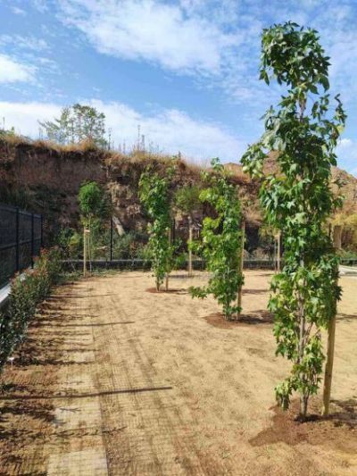 Озеленяване и поддръжка на дворове – София и околността