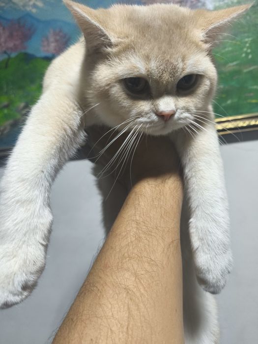 Золотая Шеншилла