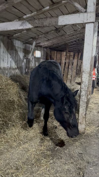 Продам жеребчика