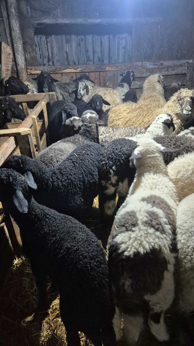 Vand miei diferite rase de carne