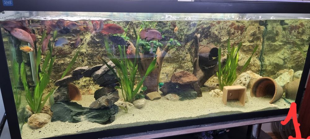 Vând acvarii cu pesti