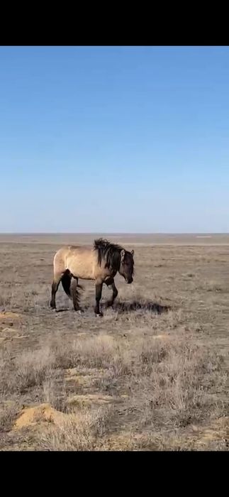 Дөнен айғыр сатылады