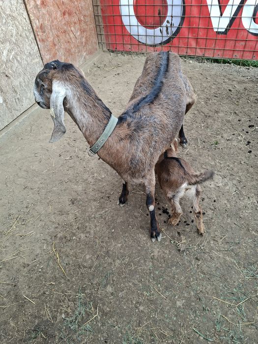 Vand  sau schimb o capra si o ieduța