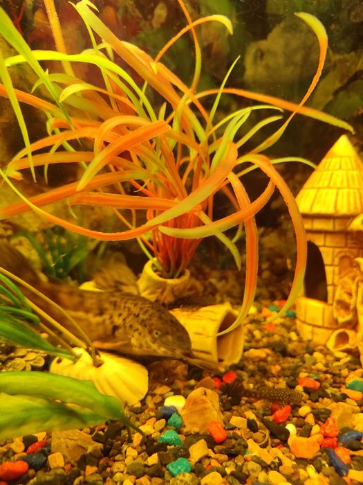 Аквариум с рыбками